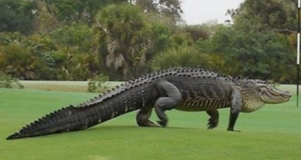 تمساح ضخم تماسيح فلوريدا امريكا فيديو صور